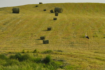 Krajobraz jesienny. Bocian.Polska - Mazury - Warmia. © Rafa