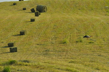 Bocian na polu. Krajobraz. Polska - Mazury - Warmia. © Rafa