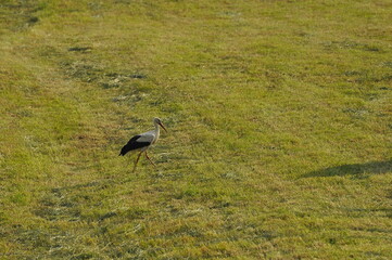 Polska - Mazury - Warmia.  Krajobraz z bocianem.