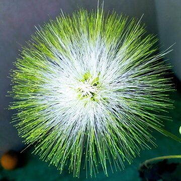 Dandelion Seed Head