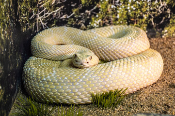 one yellow snake lies on the ground. curled up. flakes.
