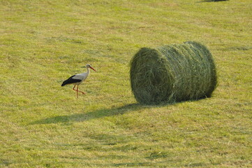 Krajobraz mazurski © Rafa