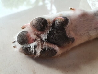 The hind legs of the dog look rough and dirty. The dog's toenails and black paws sleep well on the...