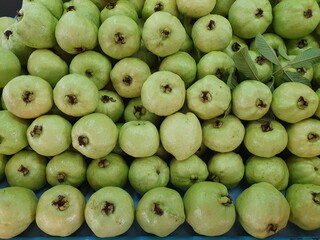 Organic green guava, sold in community stores Is a fruit that is very high in vitamin C. Suitable for those who control weight because it is rich in dietary fiber Scientific name Psidium guajava L.
