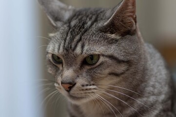 見つめる猫　　サバトラ猫