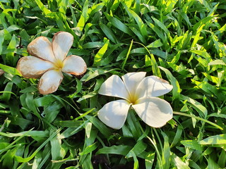 Plumeria flower is still fresh and another is bruised likened to young age and old age in humans Temple tree falls from a tree on the green grass and sunlight
