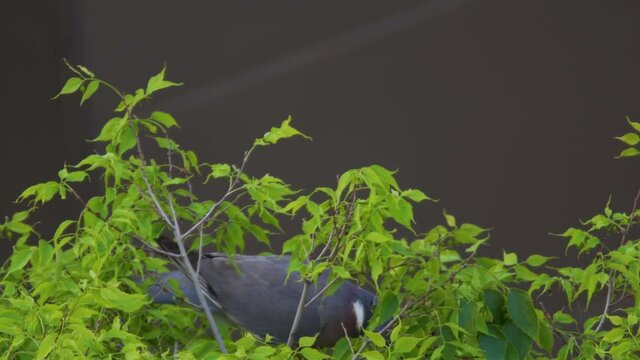 bird in nature, closeup of pigeon in tree