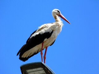 closeup of large white stork. black flight feathers and wing coverts, red beak and legs. perched on top of street lamp. low angle view. blue sky. scientific name Ciconia ciconia. migratory wading bird