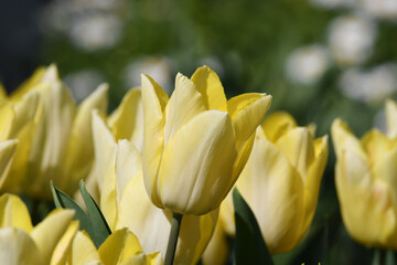 Obraz premium 黄色の花