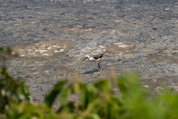 干潟の生き物　セイタカシギ