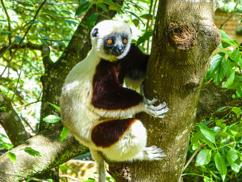 Lavensifaka