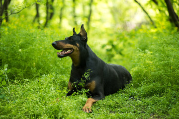 Dog on the grass. Doberman lies on the grass in the forest. black german shepherd. black dog on green grass