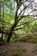 morning in the forest Tarkine region Tasmania 