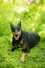 Dog on the grass. Doberman lies on the grass in the forest. black german shepherd. black dog on...