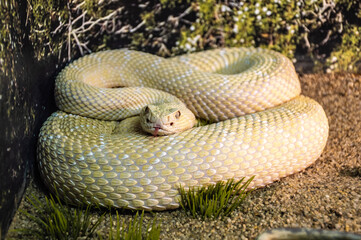 one yellow hissing snake lies on the ground. curled up. flakes.