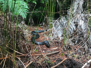 Tiger Snake in the bush tarkine Region Tasmania 