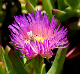 Bee in flower c2020Rachelle