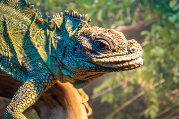 one big green lizard is sitting on a branch. close-up.