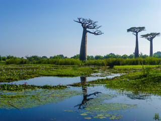 Baobab