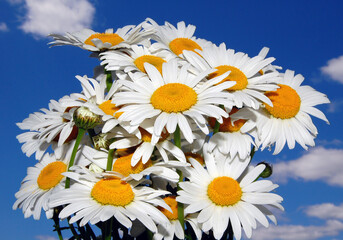 Bouquet daisy wild flowers against blue sky background with clouds. Camomiles or daisies bouquet in vase on open window background. Fresh spring wild daisy flowers, nature gift bouquet of wildflowers