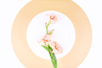 Flower on a background.