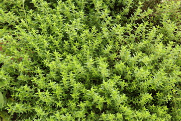 Thymus serpyllum, creeping thyme grows thickly in a herb garden.