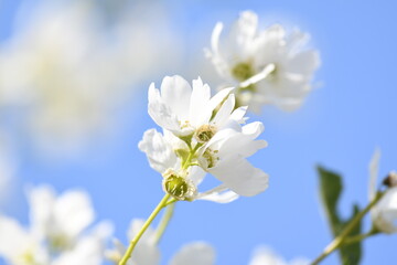 白色の花