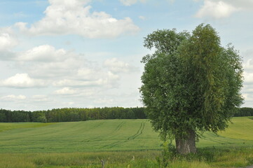 Fototapeta premium Drzewo