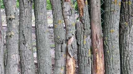 The fence is built of logs. Gray background. Rough logs wall vertical background. Old wood, natural wall material