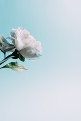 white peony on blue background with copy space
