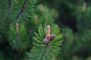 Naklejka na ściany i meble Close up of pine cones
