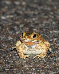 Asian common toad emerges after first monsoon rains in great numbers. It is toxic to eat and thus very invasive species where it has been introduced by humans, lacking natural predators.