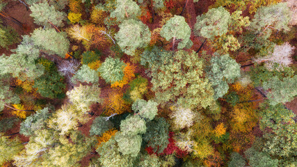 autumn landscape. aerial view of colorful forest. drone shot