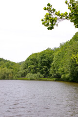 公園、池、貯水池、緑、自然、樹木、葉、植物、景色