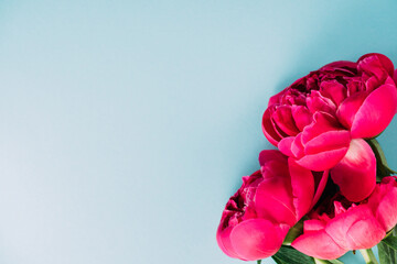 top view of colorful pink peonies on blue background © LIGHTFIELD STUDIOS