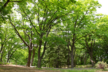 植物、緑、樹木、木、公園、森、自然、葉、木の葉、散策、ハイキング、散歩