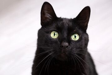 Pet animal; black cat