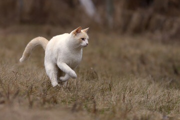 A happy white cat jumping in long grass in fall