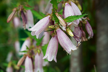 夏の野にホタルブクロの花が咲く
