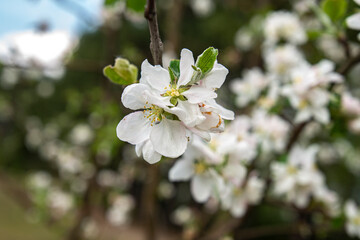 apple tree flower