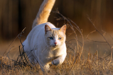 A cute white pet cat stepping through long grass in golden light