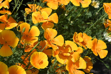 黄色い花　ハナビシソウ