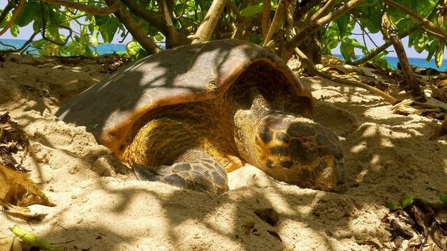 Hawksbill sea turtle tagged on beach in Africa