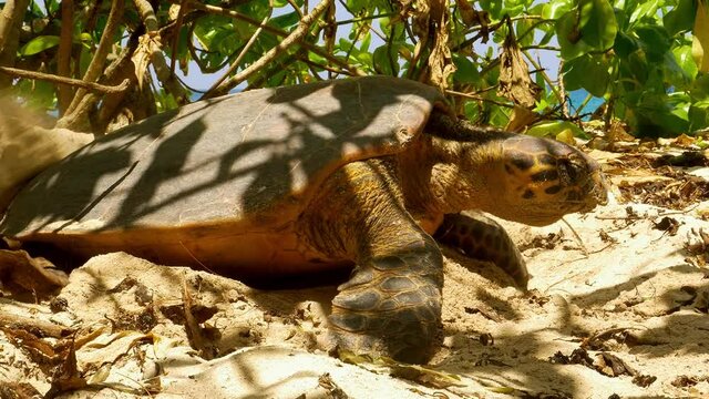 Sea turtle digging nest for hatchlings