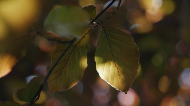 Illuminated leaves of copper beech tree, close up