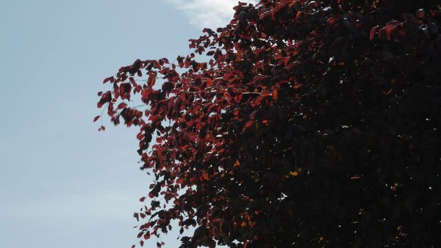 Mature copper beech tree against blue sky