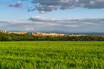krajobraz, zielonki, pola i uprawy © Tomasz
