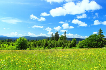 Beautiful mountain landscape at sunny day with green flowering meadow, forest, and blue sky with some clouds 