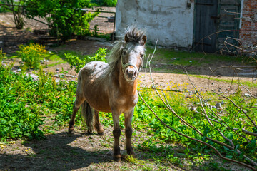 źrebie, koń mały,  © Tomasz