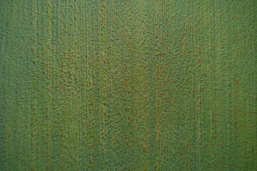 Green grass top view, red poppies, drone view, high altitude